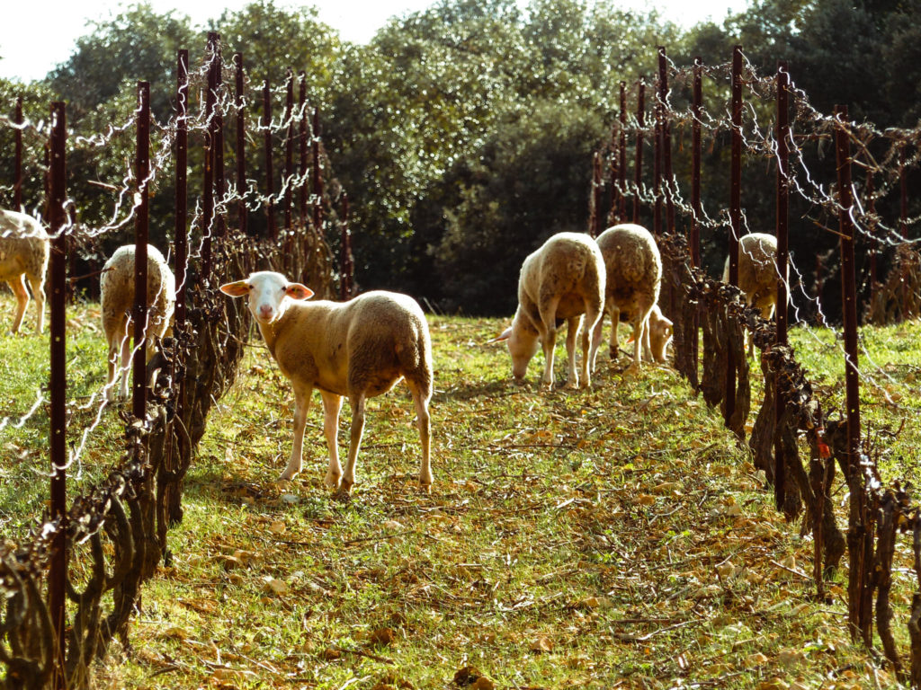 Sheep in the vineyard in winter - eco-pasturing